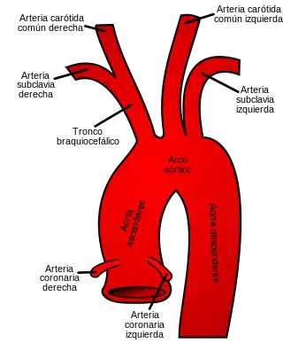 Esquema de las ramas de la aorta proximal.