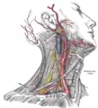 Disección superficial de la cara lateral derecha del cuello, mostrando la vena subclavia y la arteria carótida