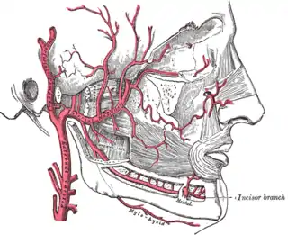 Plano de las ramas de la arteria maxilar.