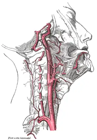 Arterias del cuello. Las carótidas internas nacen de las dos carótidas comunes, señaladas en el dibujo como Common caroti.