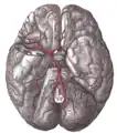 Las arterias de la base del cerebro.