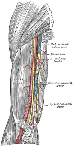 Arteria humeral.