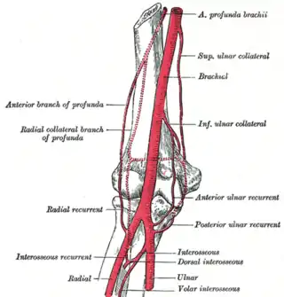 Diagrama de la anastomosis alrededor de la articulación del codo.