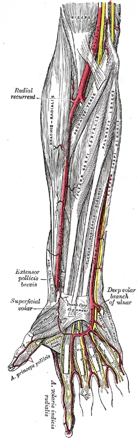 Arterias radial y cubital.