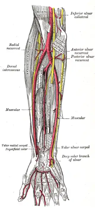 Arterias ulnar y radial. Plano profundo.