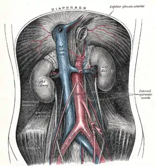 La aorta abdominal y sus ramas.