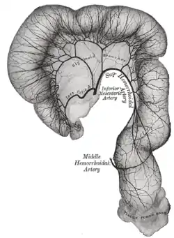 Imagen del colon sigmoideo y el recto, mostrando la distribución de las ramas de la arteria mesentérica inferior y sus anastomosis.