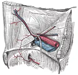 Relación entre los anillos abdominales y femorales, vistos desde el abdomen. Lado derecho.