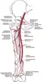 Arteria femoral y sus ramas principales - muslo derecho, vista anterior.