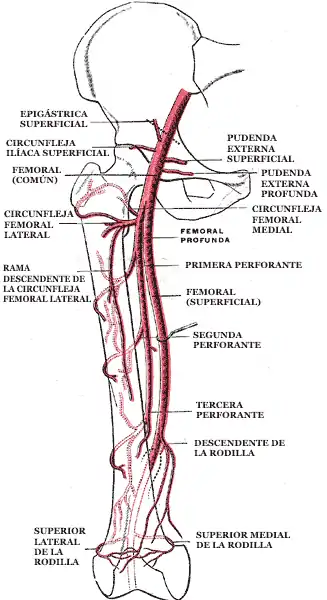 Esquema de la arteria femoral y otras arterias derivadas. La arteria circunfleja ilíaca superficial está señalada arriba y a la izquierda.