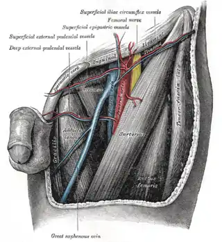 Triángulo femoral (de Scarpa).