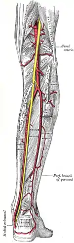 Arterias peroneas, tibiales posteriores y poplíteas