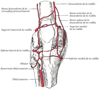 Arterias de la rodilla.