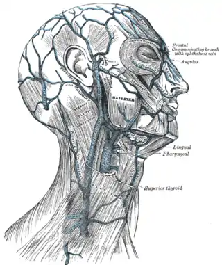 Venas de la cabeza y el cuello