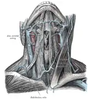 Venas del cuello, vista frontal del plano anterior