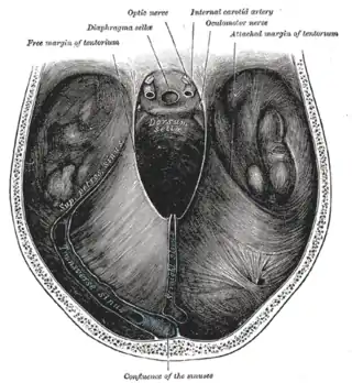 Tentorium cerebelli desde arriba.