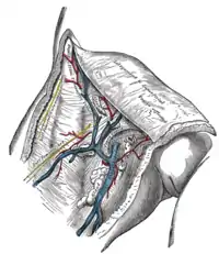 Vena safena magna y sus tributarias en la fosa oval.