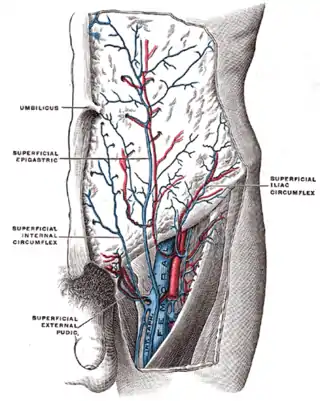 Vena femoral y sus tributarias.