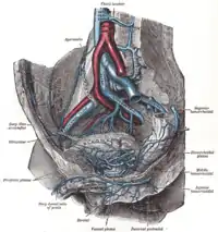 Venas de la mitad derecha de la pelvis en el hombre.