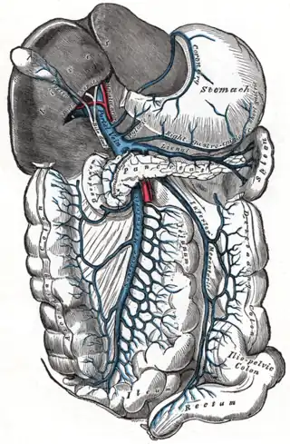 Vena porta y sus tributarias.