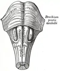 La médula, mostrando los cuerpos olivares adyacentes a las pirámides.