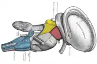 Disección del tronco cerebral. Vista lateral.