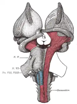 Disección superficial del parénquima cerebral. Vista ventral.