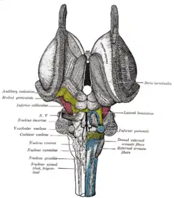 Disección del tronco cerebral. Vista dorsal.