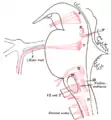 Núcleos de origen de los nervios motores craneales representados esquemáticamente; vista lateral.