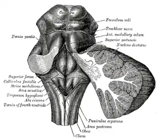 Fosa romboidal.