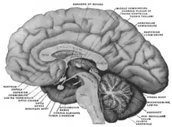 Aspecto mesal del cerebro seccionado en plano sagital medio.