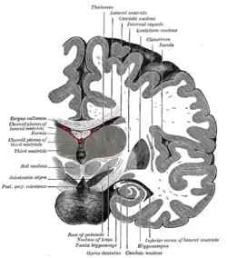 Sección coronal del Cerebro inmediatamente anterior al Puente.