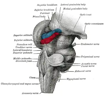 Vista anterolateral de las regiones medias y traseras del cerebro.