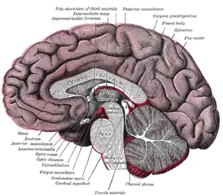 Sección sagital media de un cerebro.