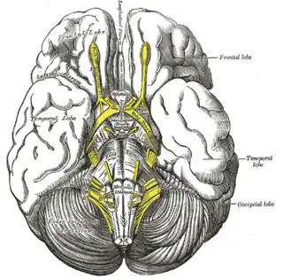 Base del cerebro. (Fisura lateral visible en la parte superior izquierda).