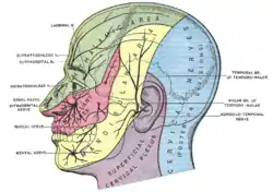 Distribución del dermatoma del nervio trigémino