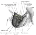 Relación del nasociliar con los músculos rectos del ojo.