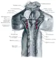 Parte superior de la médula espinal y cerebros posterior y medio; aspecto posterior, expuesto in situ.