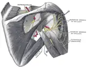 Visión posterior del nervio cicunflejo y subescapular derechos