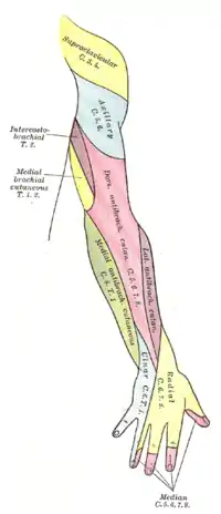 Diagrama de la distribución de los nervios cutáneos de la extremidad superior derecha, vista posterior.