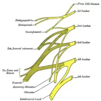 Plano del plexo lumbar.