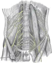 Plexo lumbar y sus ramas.