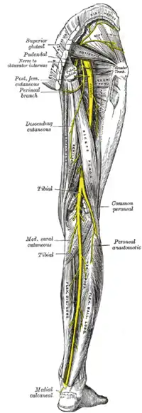 Nervios de la extremidad inferior derecha, vista posterior.