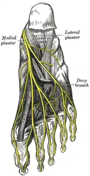 Inervación plantar.