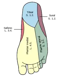 Diagrama de la inervación de la planta del pie.