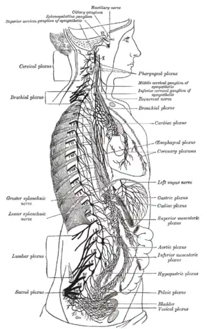 La cadena simpática derecha y sus conexiones con los plexos torácico, abdominal y pélvico.