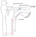 Conexiones simpáticas del glánglio esfenopalatino y los ganglios cervicales superiores.