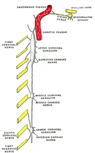 Diagrama del simpático cervical.