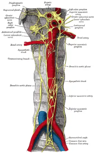 Porción abdominal del tronco simpático, con los plexos celíaco e hipogástrico.