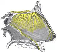 Nervio nasociliar en relación con los nervios del septum nasal.